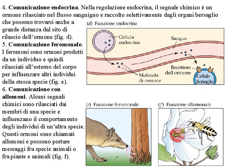 4. Comunicazione endocrina. Nella regolazione endocrina, il segnale chimico è un ormone rilasciato nel