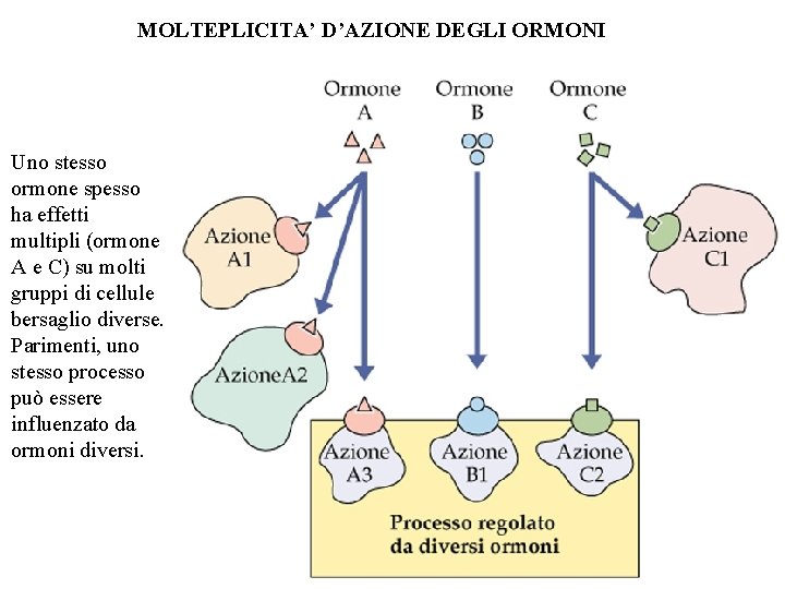 MOLTEPLICITA’ D’AZIONE DEGLI ORMONI Uno stesso ormone spesso ha effetti multipli (ormone A e