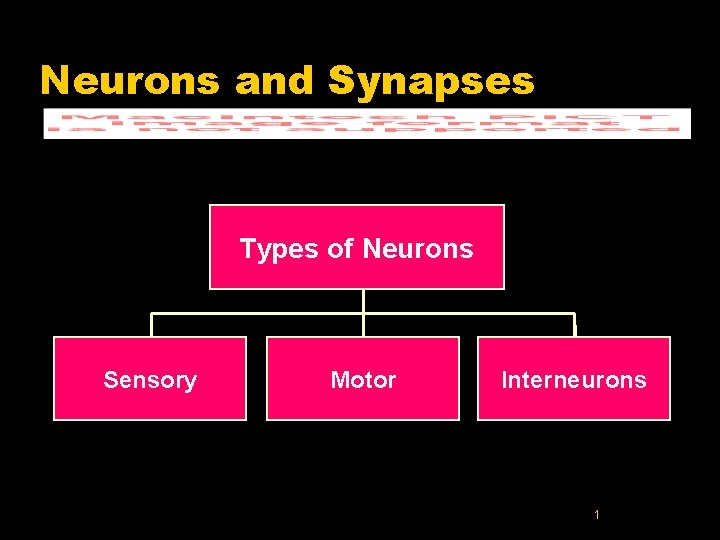 Neurons and Synapses Types of Neurons Sensory Motor Interneurons 1 