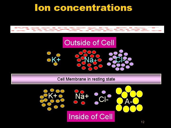 Ion concentrations Outside of Cell K+ Na+ Cl- Cell Membrane in resting state K+