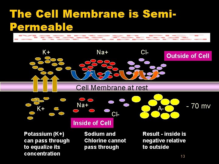 The Cell Membrane is Semi. Permeable K+ Na+ Cl- Outside of Cell Membrane at