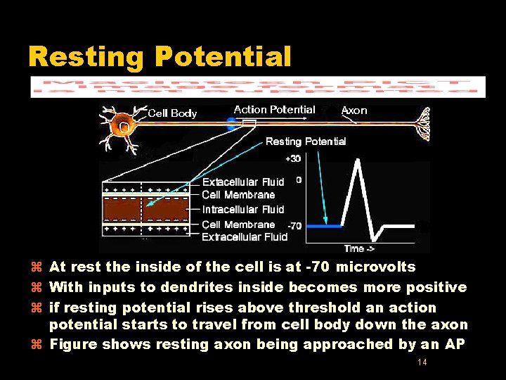 Resting Potential z At rest the inside of the cell is at -70 microvolts