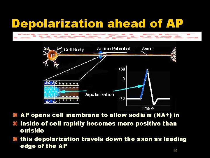 Depolarization ahead of AP z AP opens cell membrane to allow sodium (NA+) in