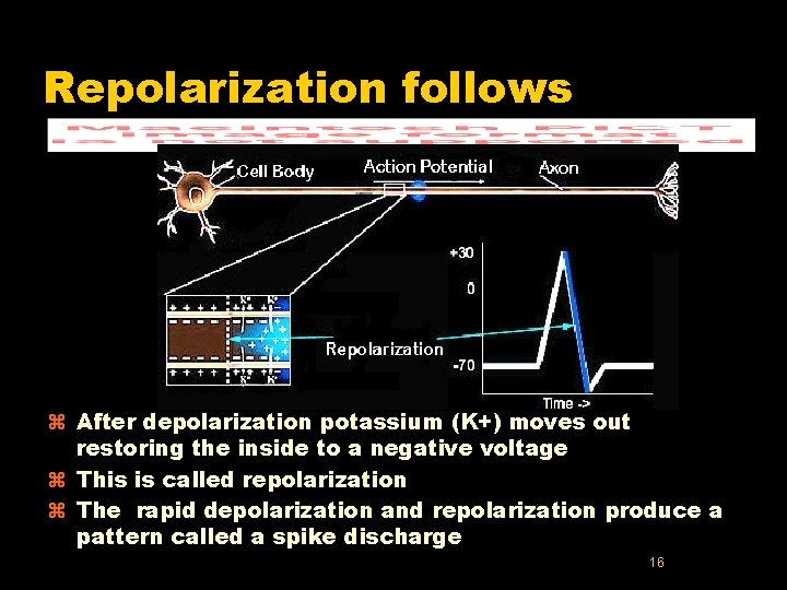 Repolarization follows z After depolarization potassium (K+) moves out restoring the inside to a