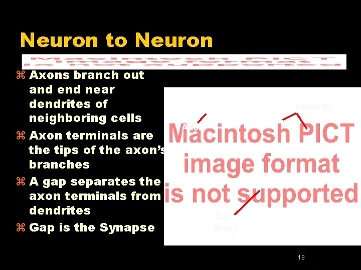 Neuron to Neuron z Axons branch out and end near dendrites of neighboring cells