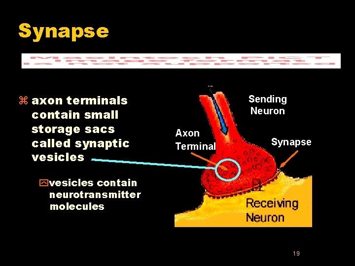 Synapse z axon terminals contain small storage sacs called synaptic vesicles Sending Neuron Axon