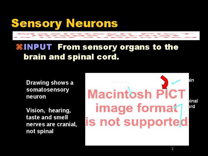 Sensory Neurons z INPUT From sensory organs to the brain and spinal cord. Drawing