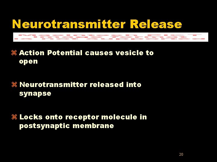 Neurotransmitter Release z Action Potential causes vesicle to open z Neurotransmitter released into synapse