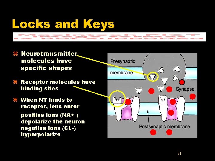 Locks and Keys z Neurotransmitter molecules have specific shapes z Receptor molecules have binding