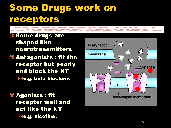 Some Drugs work on receptors z Some drugs are shaped like neurotransmitters z Antagonists