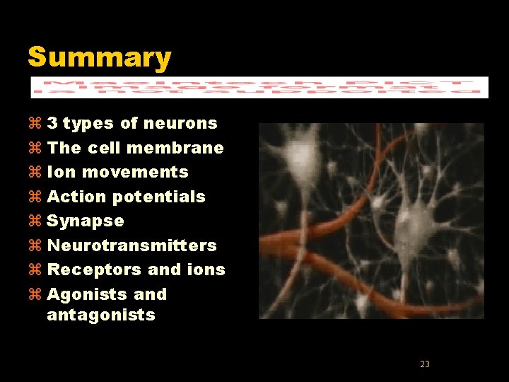 Summary z 3 types of neurons z The cell membrane z Ion movements z