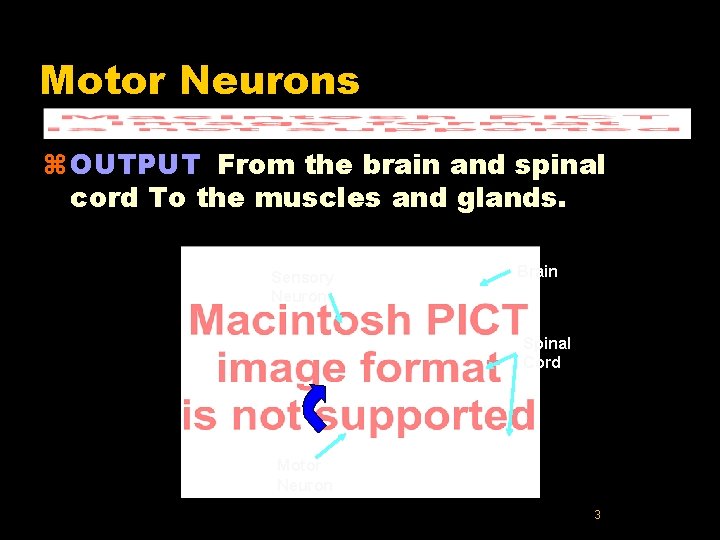 Motor Neurons z OUTPUT From the brain and spinal cord To the muscles and