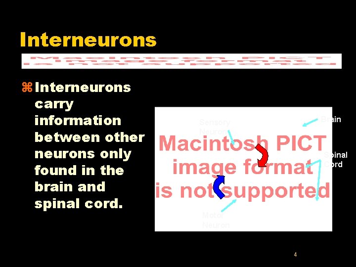 Interneurons z Interneurons carry information between other neurons only found in the brain and