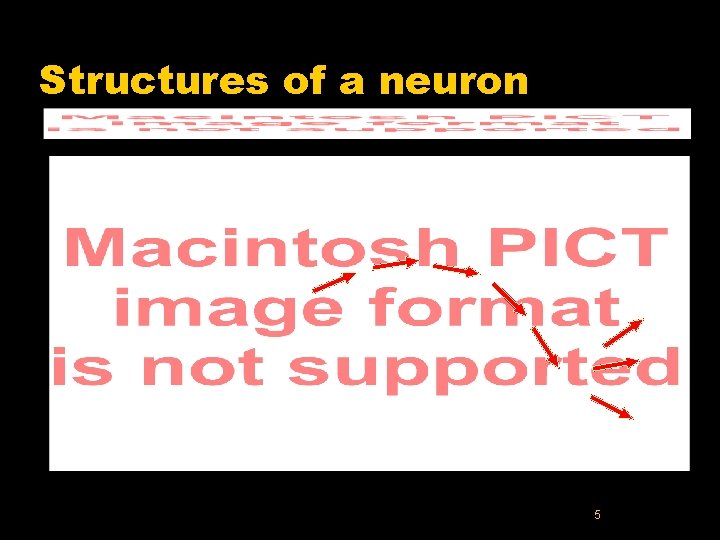 Structures of a neuron 5 