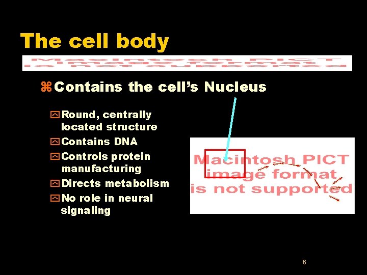 The cell body z Contains the cell’s Nucleus y Round, centrally located structure y