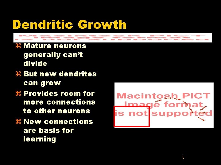 Dendritic Growth z Mature neurons generally can’t divide z But new dendrites can grow