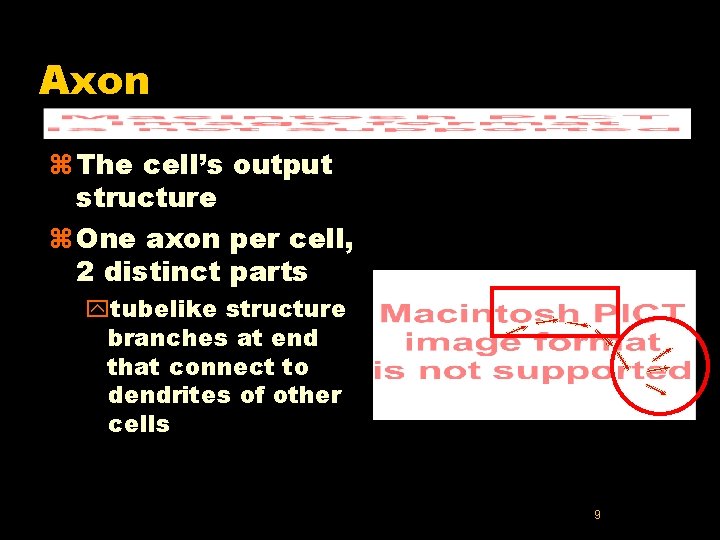 Axon z The cell’s output structure z One axon per cell, 2 distinct parts