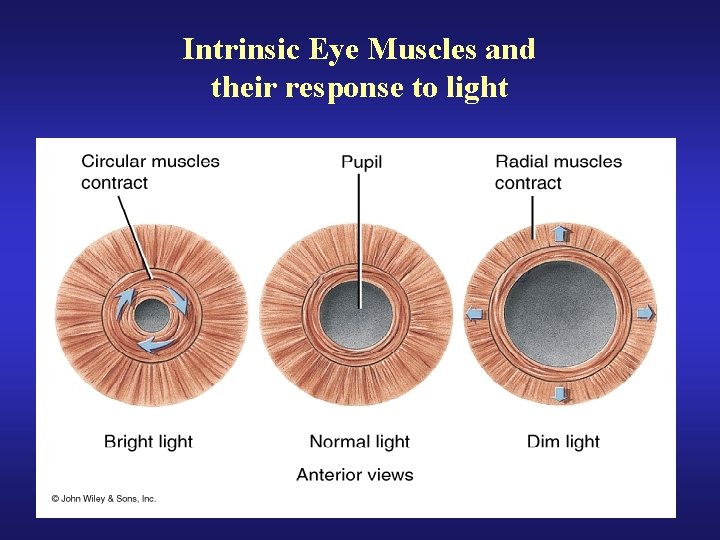 Intrinsic Eye Muscles and their response to light 