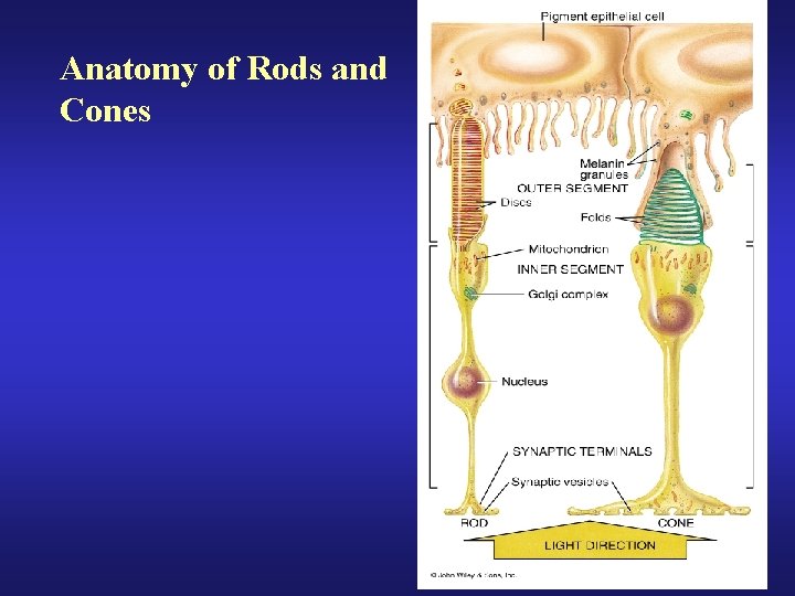 Anatomy of Rods and Cones 