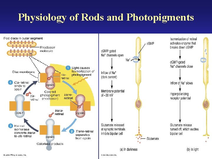 Physiology of Rods and Photopigments 