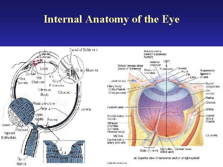 Internal Anatomy of the Eye 