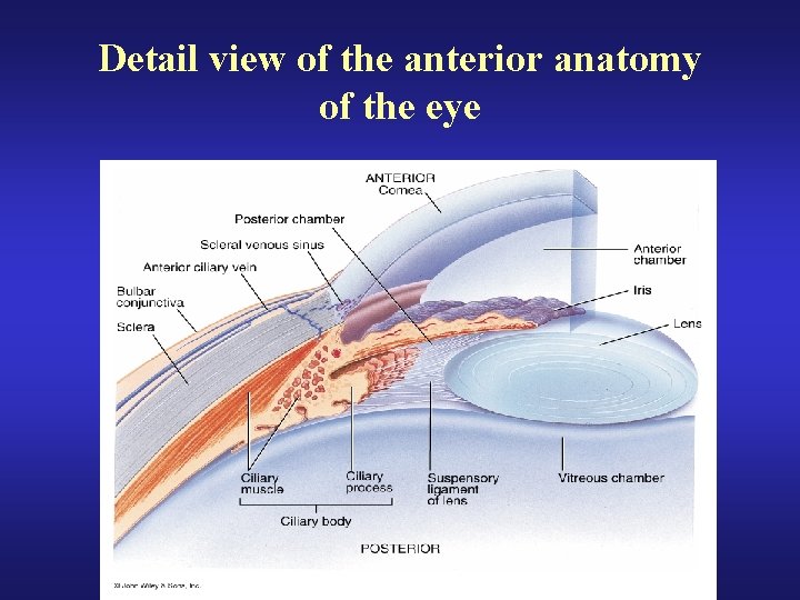 Detail view of the anterior anatomy of the eye 
