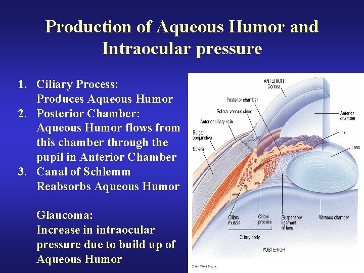 Production of Aqueous Humor and Intraocular pressure 1. Ciliary Process: Produces Aqueous Humor 2.