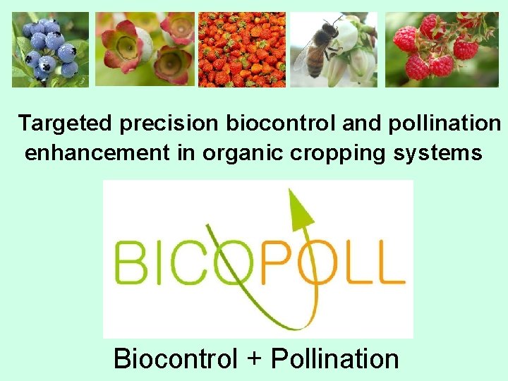 Targeted precision biocontrol and pollination enhancement in organic cropping systems Biocontrol + Pollination 