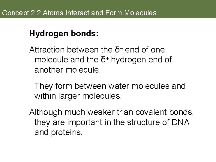 Concept 2. 2 Atoms Interact and Form Molecules Hydrogen bonds: Attraction between the δ–