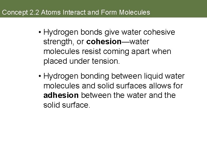 Concept 2. 2 Atoms Interact and Form Molecules • Hydrogen bonds give water cohesive