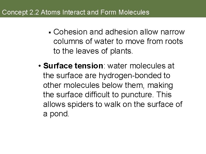 Concept 2. 2 Atoms Interact and Form Molecules § Cohesion and adhesion allow narrow