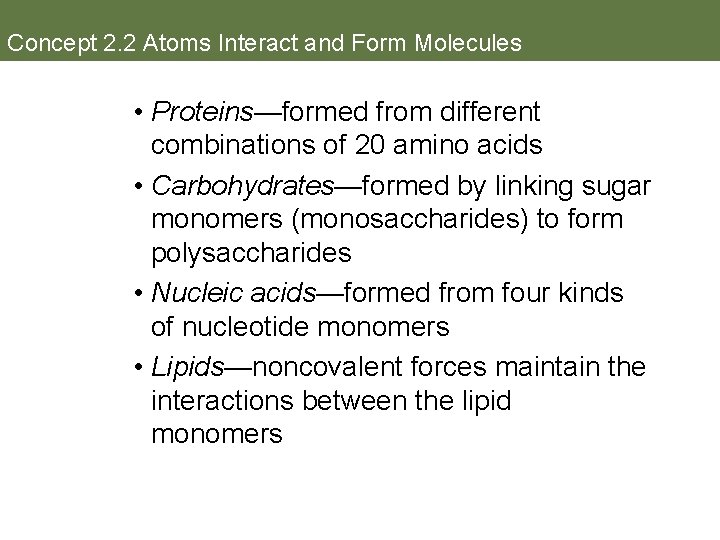 Concept 2. 2 Atoms Interact and Form Molecules • Proteins—formed from different combinations of