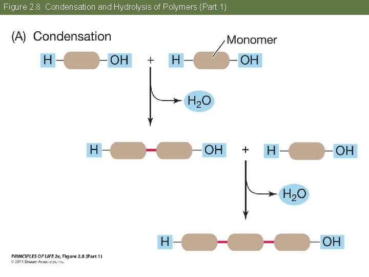 Figure 2. 8 Condensation and Hydrolysis of Polymers (Part 1) 