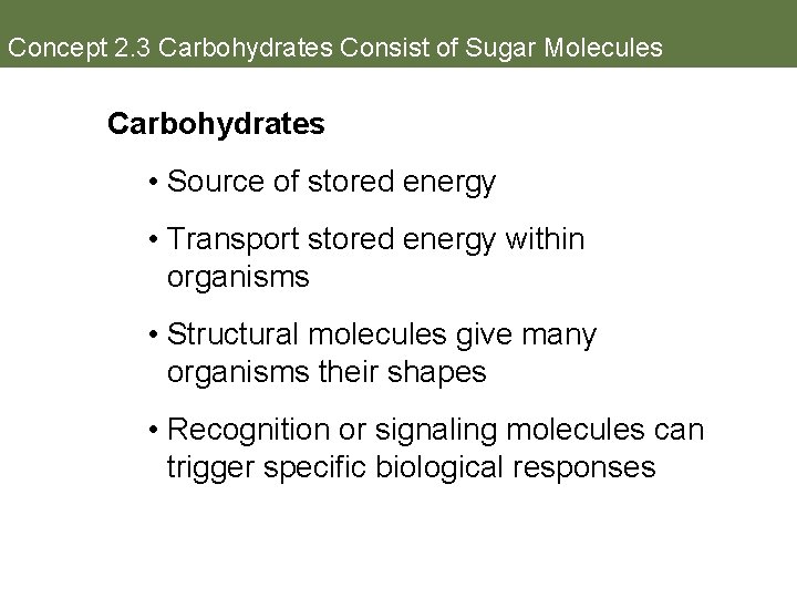 Concept 2. 3 Carbohydrates Consist of Sugar Molecules Carbohydrates • Source of stored energy