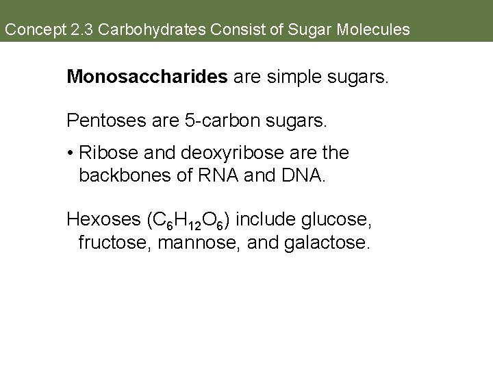 Concept 2. 3 Carbohydrates Consist of Sugar Molecules Monosaccharides are simple sugars. Pentoses are