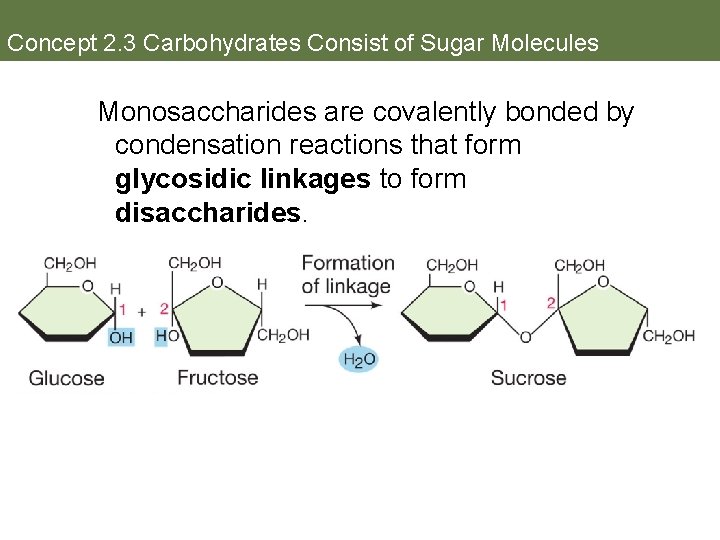 Concept 2. 3 Carbohydrates Consist of Sugar Molecules Monosaccharides are covalently bonded by condensation