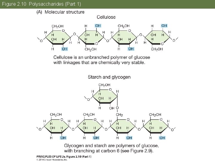 Figure 2. 10 Polysaccharides (Part 1) 