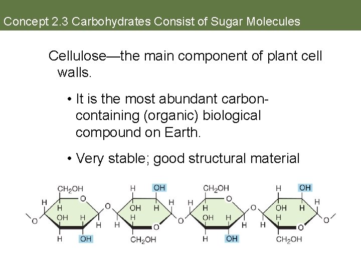 Concept 2. 3 Carbohydrates Consist of Sugar Molecules Cellulose—the main component of plant cell