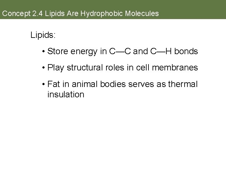 Concept 2. 4 Lipids Are Hydrophobic Molecules Lipids: • Store energy in C—C and