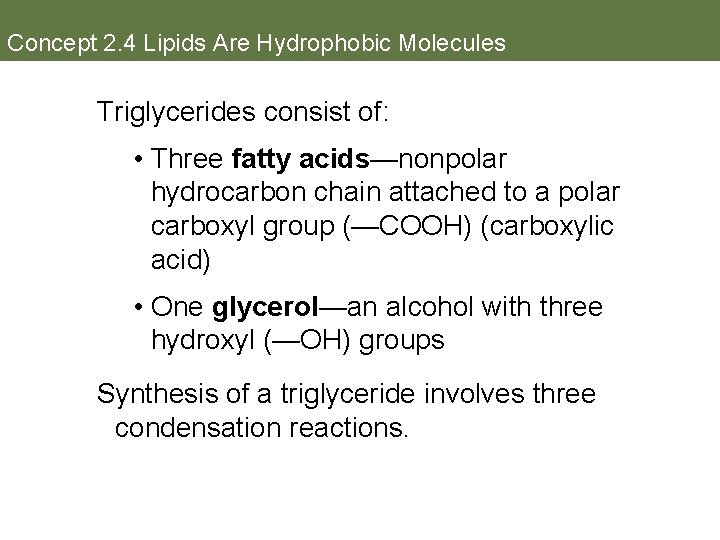 Concept 2. 4 Lipids Are Hydrophobic Molecules Triglycerides consist of: • Three fatty acids—nonpolar
