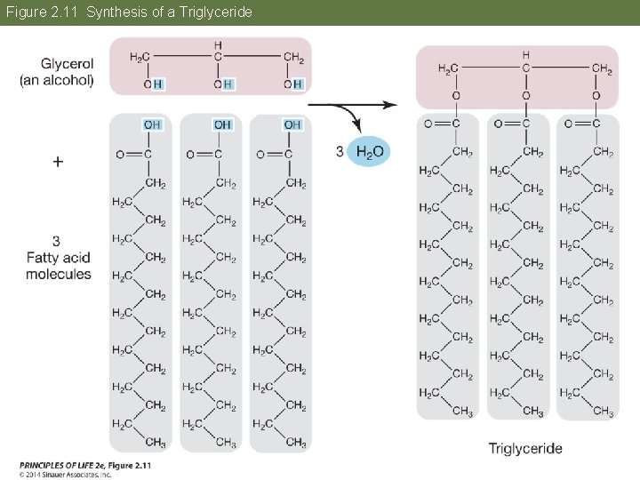Figure 2. 11 Synthesis of a Triglyceride 