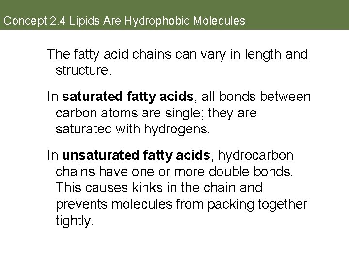 Concept 2. 4 Lipids Are Hydrophobic Molecules The fatty acid chains can vary in