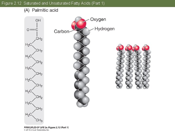 Figure 2. 12 Saturated and Unsaturated Fatty Acids (Part 1) 