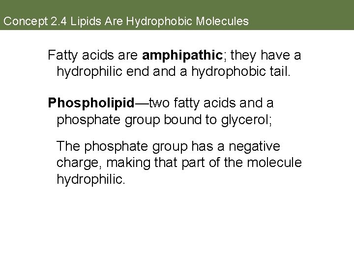 Concept 2. 4 Lipids Are Hydrophobic Molecules Fatty acids are amphipathic; they have a