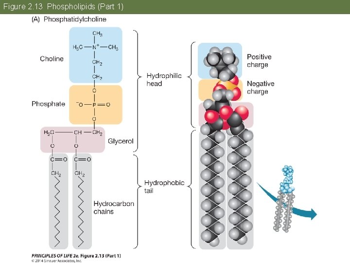 Figure 2. 13 Phospholipids (Part 1) 