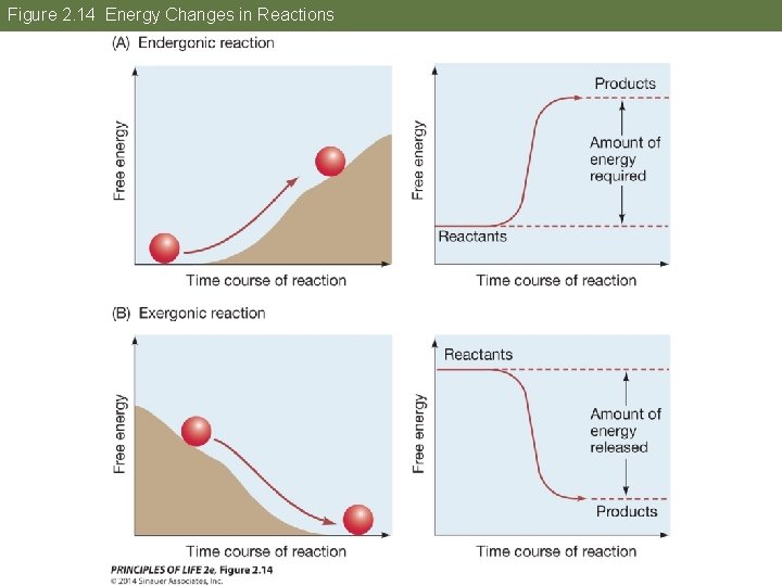 Figure 2. 14 Energy Changes in Reactions 