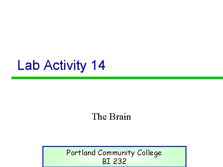 Lab Activity 14 The Brain Portland Community College BI 232 
