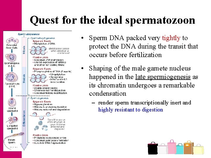 Quest for the ideal spermatozoon • Sperm DNA packed very tightly to protect the
