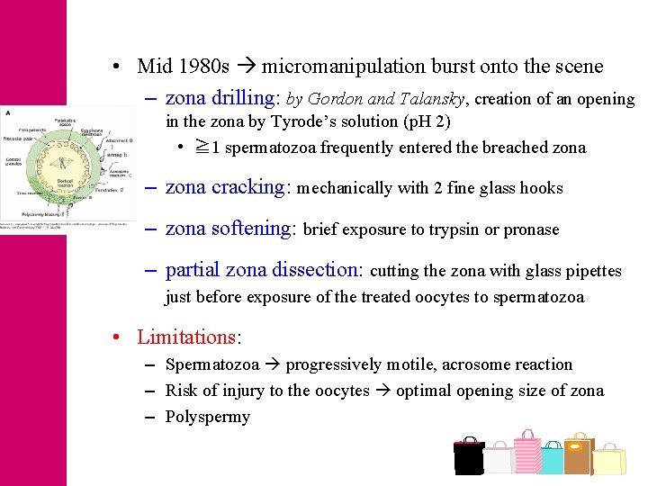  • Mid 1980 s micromanipulation burst onto the scene – zona drilling: by