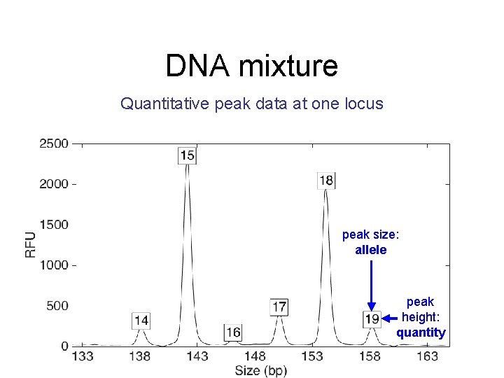 DNA mixture Quantitative peak data at one locus peak size: allele peak height: quantity